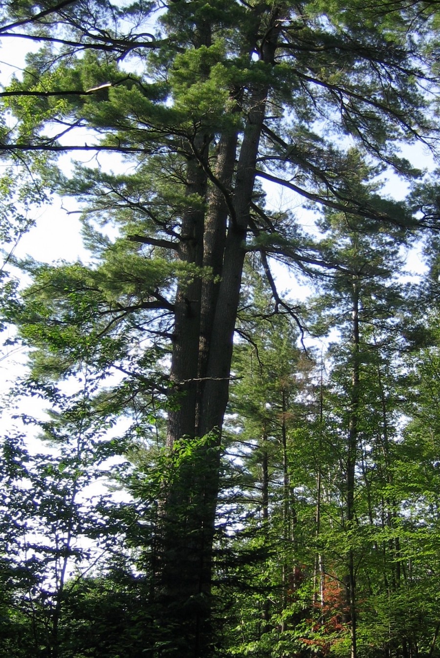 The Trinity Tree Bible Study Visuals